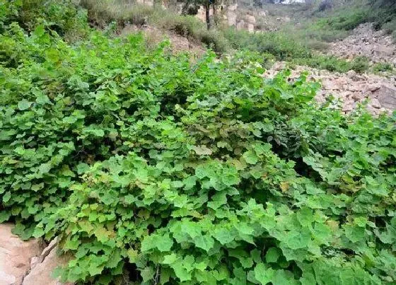 植物百科|马灵光树又叫什么树