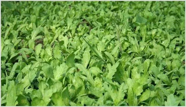 九月份的茼蒿种植管理技术及要点 | 种植资料