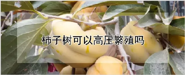 柿子树可以高压繁殖吗 | 种植技术