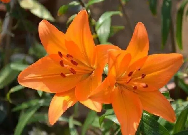 养殖科普|百合花喜阴还是喜阳光的植物