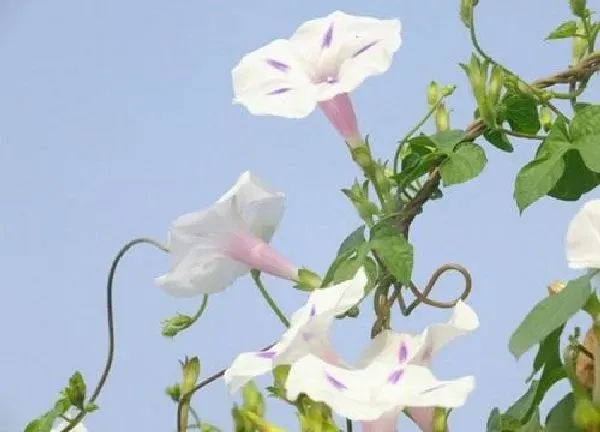 植物浇水|喇叭花多久浇一次水