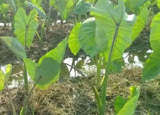 种植管理|芋头的种植时间和收获时间