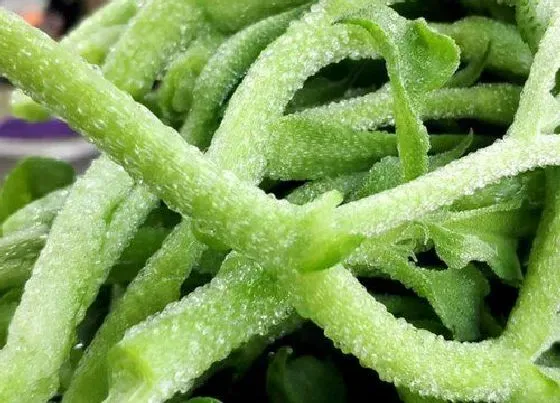 植物种类|冰草和穿心莲是一种植物吗