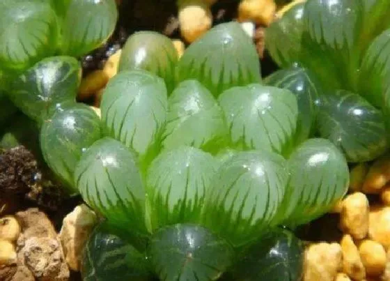 植物施肥|姬玉露施什么肥最好