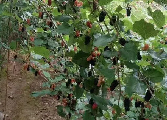 种植位置|桑葚可以种在家门口吗