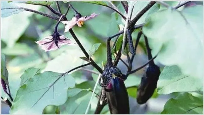 茄子低温障碍的防治方法 | 农业技术