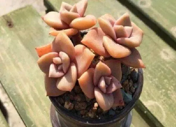 养殖方法|多肉控养是少浇水多晒太阳吗（多肉植物需要每天浇水吗）
