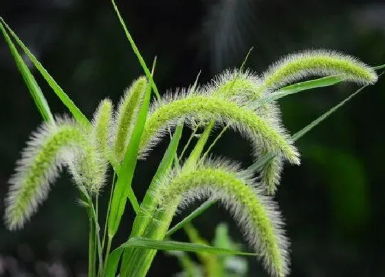 植物百科|提摩西草和狗尾巴区别