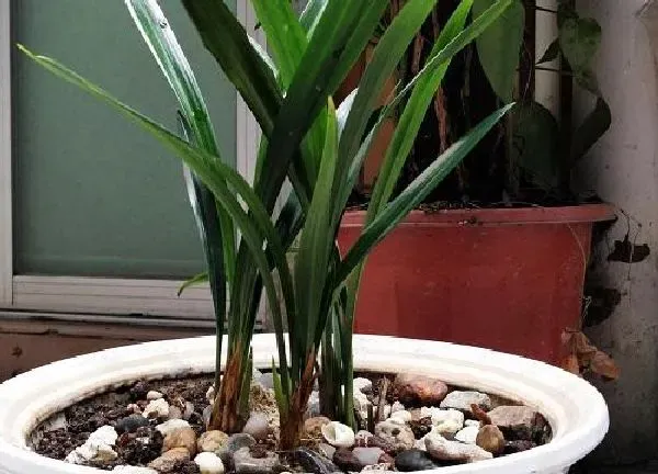 植物浇水|墨兰冬天怎么浇水