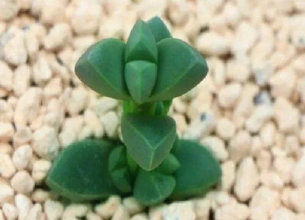 养殖方法|鹿角海棠的养殖方法和注意事项