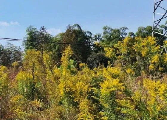 花之最|加拿大一枝黄花到底是什么植物 怎么流入的，危害有多大