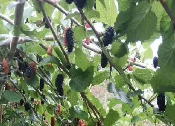 种植位置|桑葚可以种在家门口吗