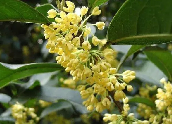 植物浇水|桂花怎么浇水方法
