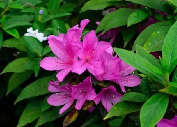 植物浇水|映山红夏天多久浇一次水 夏季浇水方法