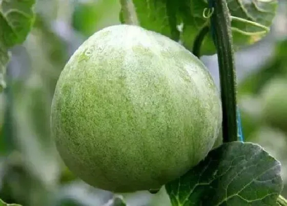 种植管理|香瓜几月份种植最好 什么时候种植好