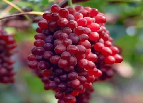 水果科普|提子是什么季节的水果