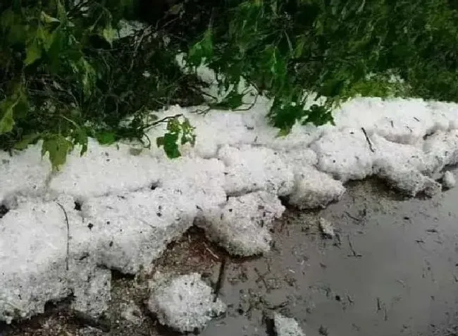 冬天植物|赤道附近的喀麦隆下雪了 非洲下雪实属罕见