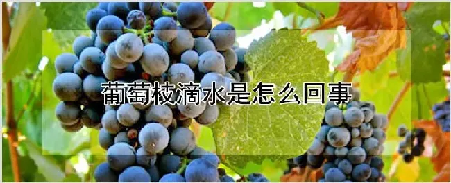 葡萄枝滴水是怎么回事 | 种植技术