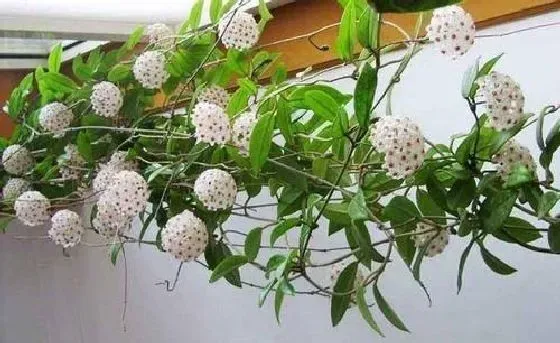 植物施肥|球兰用什么肥料最好