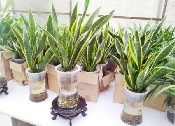 植物浇水|虎皮兰可以用啤酒浇吗