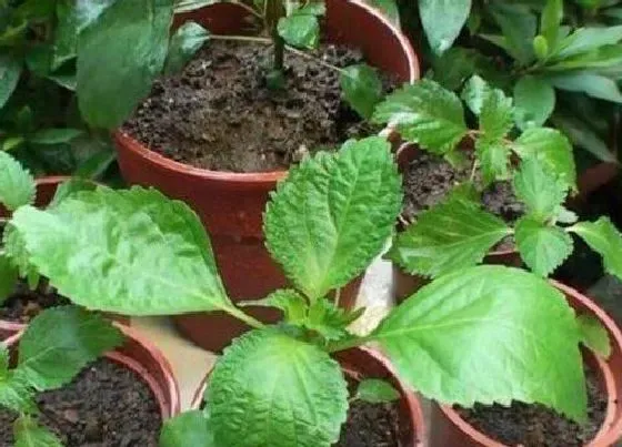 植物百科|紫苏在农村叫什么