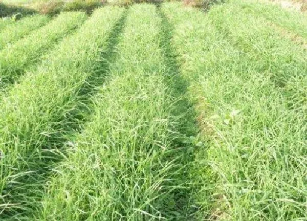 植物浇水|蒜苗几天浇一次水 春夏秋冬各不同