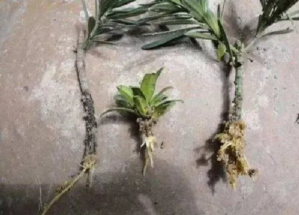 植物扦插|松树可以扦插吗
