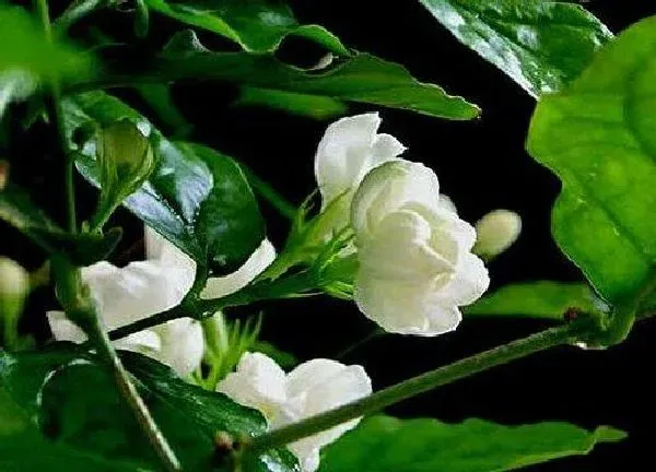 养殖科普|茉莉花好养活吗