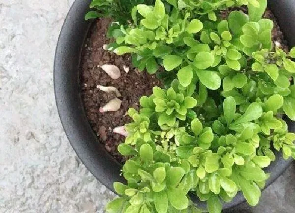 植物移栽|米兰多久服盆