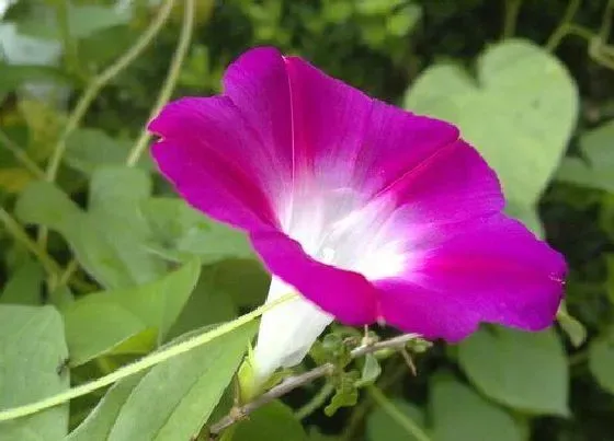 开花时间|牵牛花多久能开花