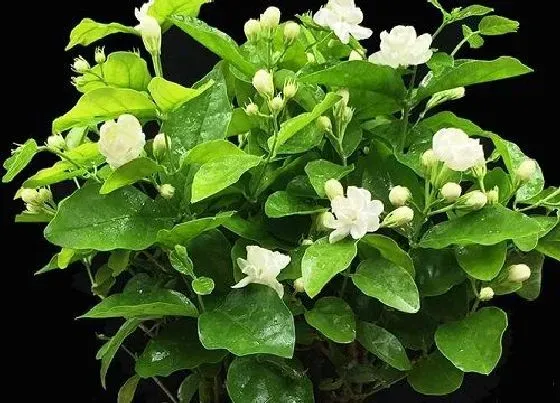 植物施肥|茉莉花施什么肥好