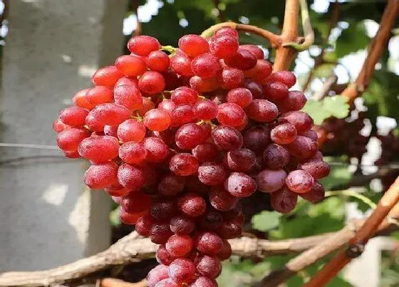 植物百科|跟提子长得很像的水果叫什么