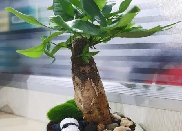 植物浇水|发财树多久浇一次水比较好