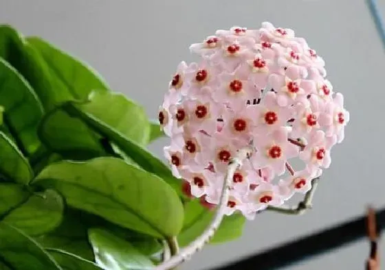 植物施肥|球兰用什么肥料最好