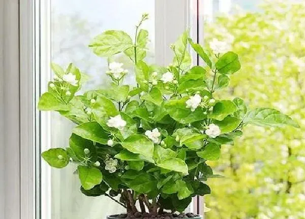 养殖科普|茉莉花好养活吗