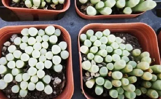 植物繁殖|五十铃玉怎么繁殖 繁殖时间和方法图解
