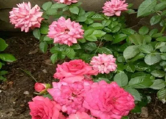 花期|月季花期多久时间