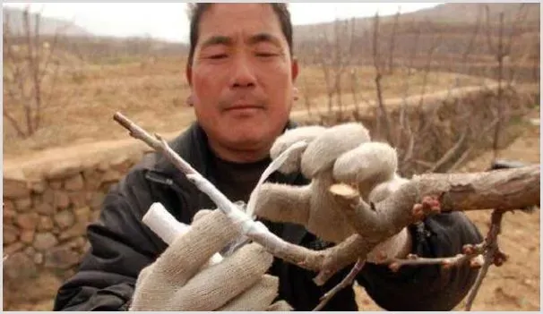 桃树苗的嫁接应该怎么做？ | 自然知识