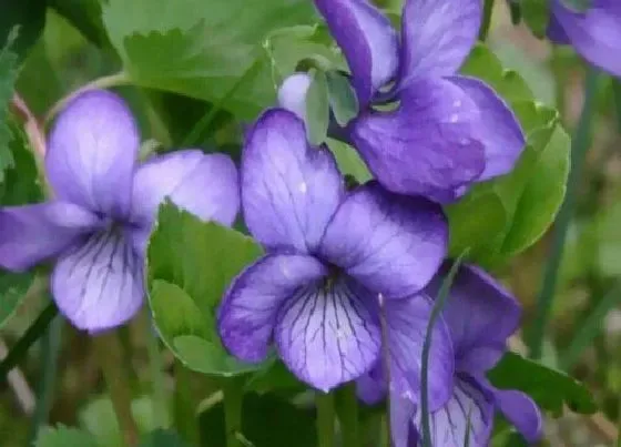 花期|紫罗兰花期是什么时候