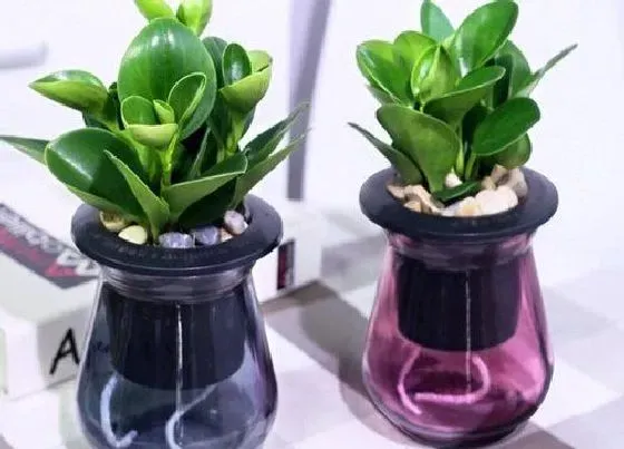 风水百科|植物碧玉的风水作用 家里养碧玉的风水效果