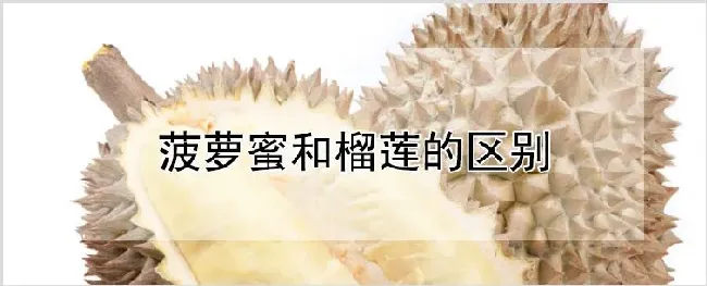 菠萝蜜和榴莲的区别 | 养殖技术