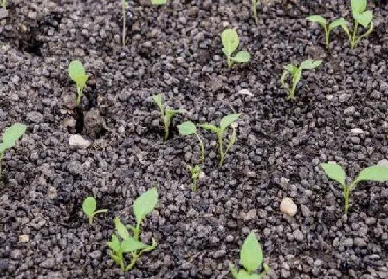 植物育苗|辣椒种子催芽方法 辣椒育苗技术与步骤