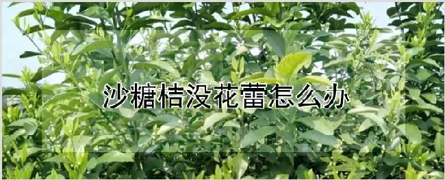 沙糖桔没花蕾怎么办 | 养殖技术