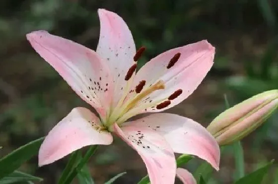 植物播种|百合花种子怎么来的 怎么获得