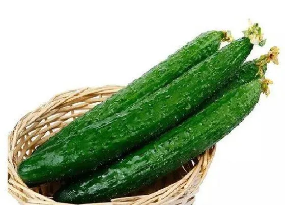 植物种类|狗可以吃的蔬菜有哪些 宠物狗能吃的蔬菜种类大全
