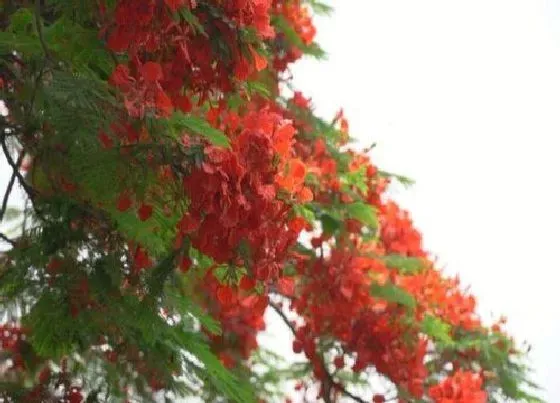 颜色花|凤凰花是什么颜色的