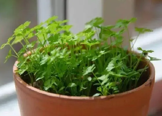 植物育苗|茴香种子催芽方法 在家种茴香有需要催芽