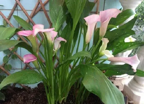 花语|什么花代表春天