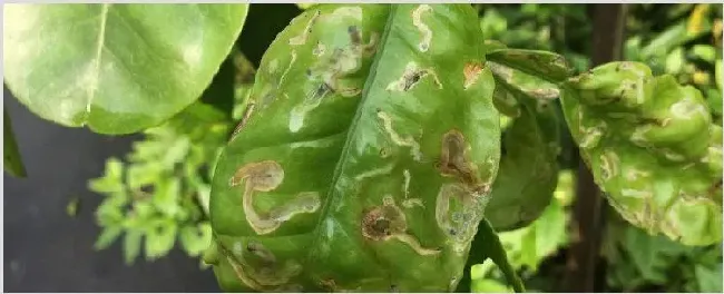 柚子树掉叶子是什么原因 | 耕种资料