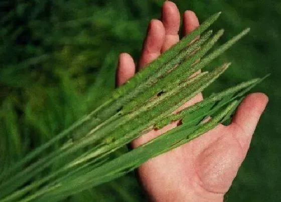 植物百科|提摩西草和狗尾巴区别